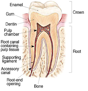 Tooth diagram